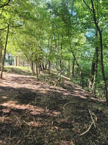 Forestry-Service-in-Meeker-County-Minnesota-103