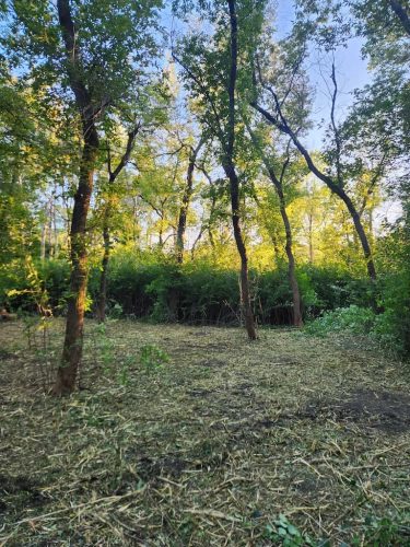 Forestry-Service-in-Meeker-County-Minnesota-109