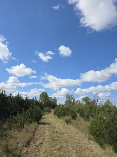 Forestry-Service-in-Meeker-County-Minnesota-123