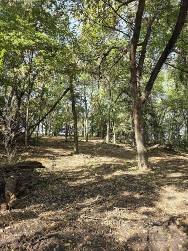 Forestry-Service-in-Meeker-County-Minnesota-133