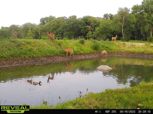 Forestry-Service-in-Meeker-County-Minnesota-144