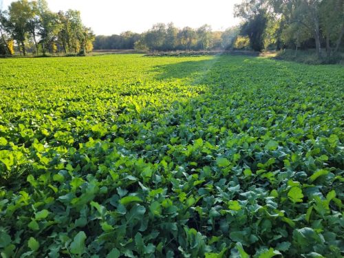 Forestry-Service-in-Meeker-County-Minnesota-151