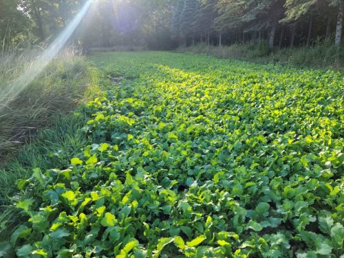 Forestry-Service-in-Meeker-County-Minnesota-152