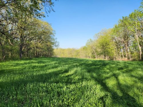 Forestry-Service-in-Meeker-County-Minnesota-153