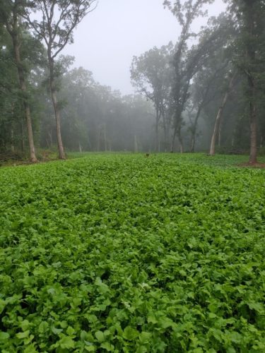 Forestry-Service-in-Meeker-County-Minnesota-154