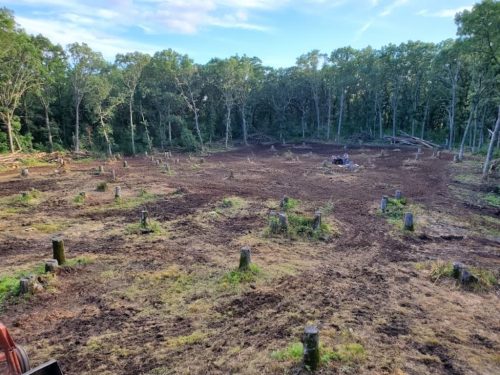 Forestry-Service-in-Meeker-County-Minnesota-156