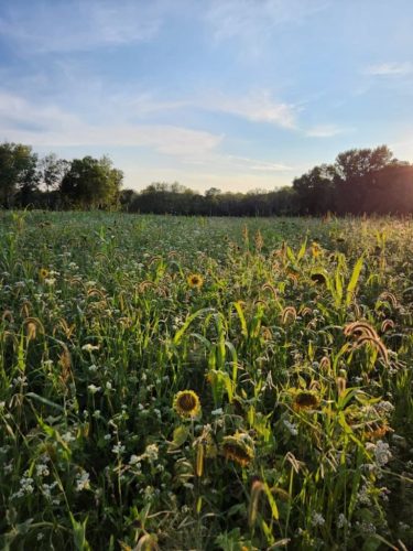 Forestry-Service-in-Meeker-County-Minnesota-157