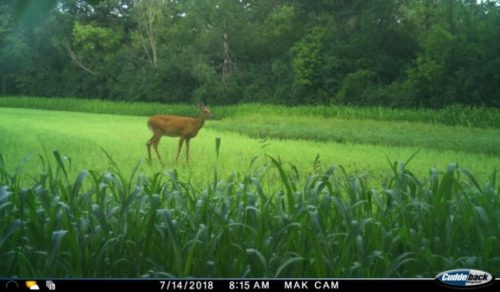 Forestry-Service-in-Meeker-County-Minnesota-164