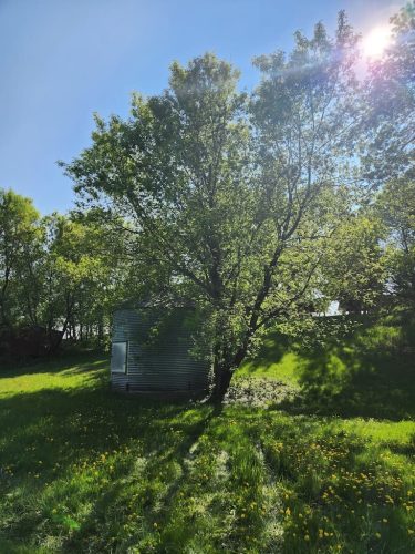 Forestry-Service-in-Meeker-County-Minnesota-17