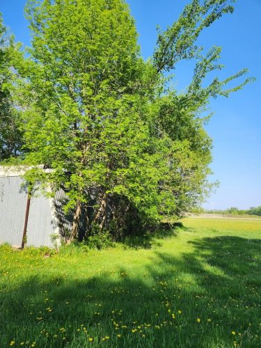 Forestry-Service-in-Meeker-County-Minnesota-19
