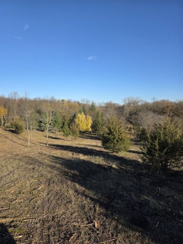 Forestry-Service-in-Meeker-County-Minnesota-19 (1)