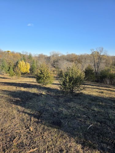 Forestry-Service-in-Meeker-County-Minnesota-23 (1)