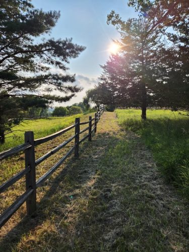 Forestry-Service-in-Meeker-County-Minnesota-27