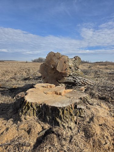 Forestry-Service-in-Meeker-County-Minnesota-3-28-26-0024