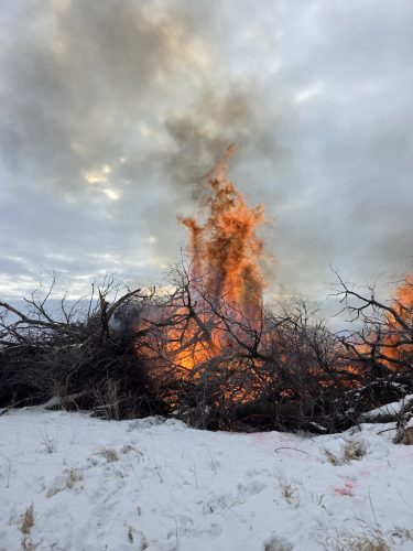 Forestry-Service-in-Meeker-County-Minnesota-3-28-26-003