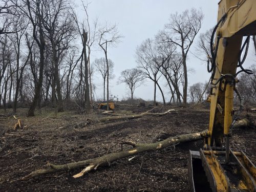 Forestry-Service-in-Meeker-County-Minnesota-32 (1)