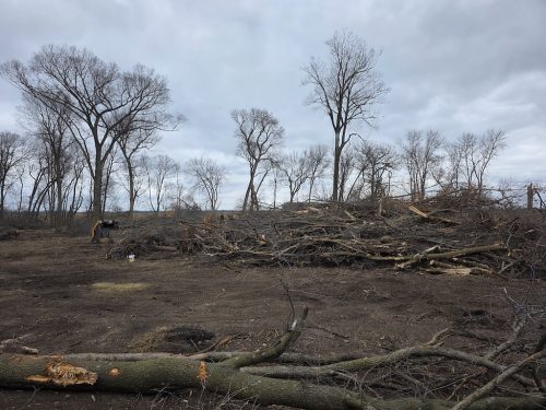 Forestry-Service-in-Meeker-County-Minnesota-34 (1)