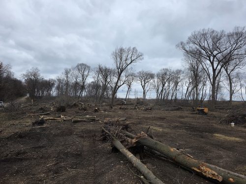 Forestry-Service-in-Meeker-County-Minnesota-35 (1)