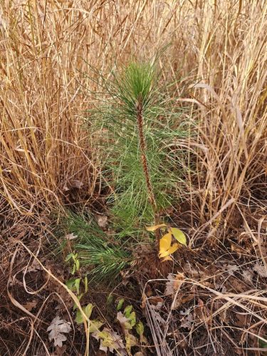 Forestry-Service-in-Meeker-County-Minnesota-47