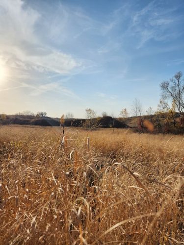 Forestry-Service-in-Meeker-County-Minnesota-48