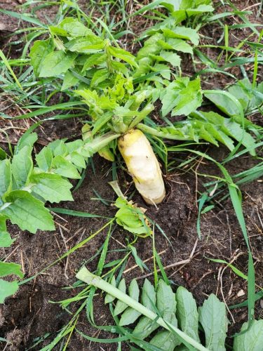 Forestry-Service-in-Meeker-County-Minnesota-5