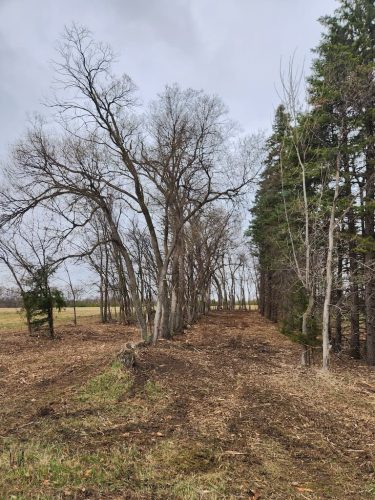 Forestry-Service-in-Meeker-County-Minnesota-64