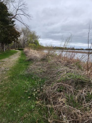 Forestry-Service-in-Meeker-County-Minnesota-65