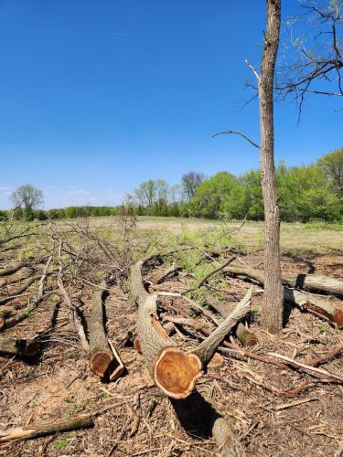 Forestry-Service-in-Meeker-County-Minnesota-67