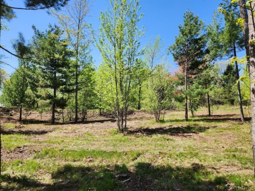 Forestry-Service-in-Meeker-County-Minnesota-74