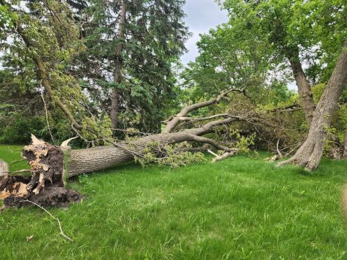 Forestry-Service-in-Meeker-County-Minnesota-79