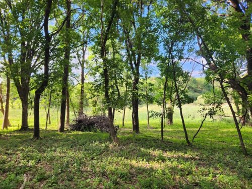 Forestry-Service-in-Meeker-County-Minnesota-89