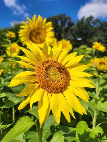 Forestry-Service-in-Meeker-County-Minnesota-8 (1)