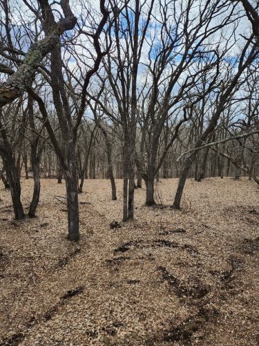 Forestry-Service-in-Meeker-County-Minnesota-9