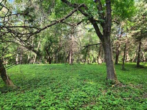 Forestry-Service-in-Meeker-County-Minnesota-90