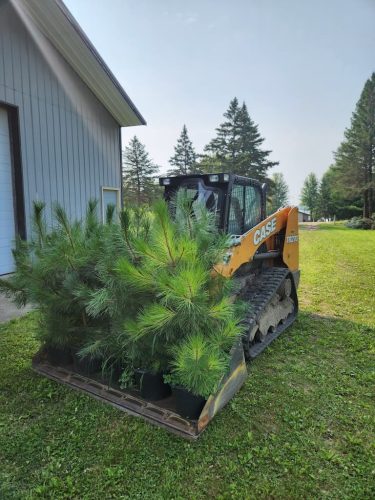 Forestry-Service-in-Meeker-County-Minnesota-93